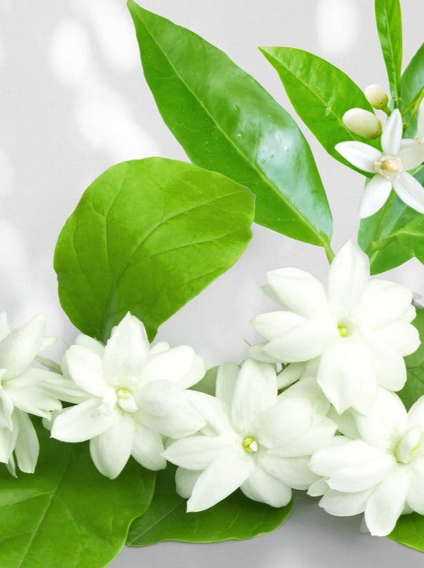 J-Scent AURANTIUM JASMINE eau de parfum - F Vault