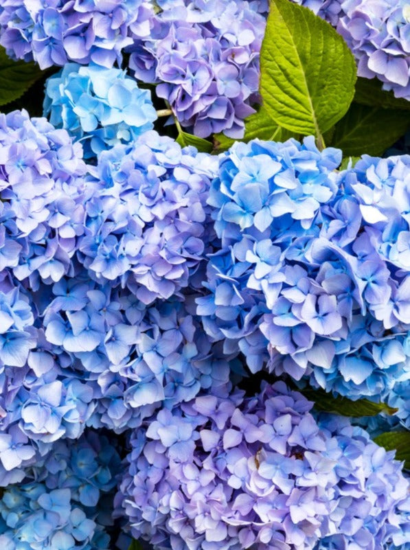 J-Scent HYDRANGEA eau de parfum